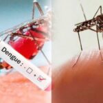 Dengue en 2026: las zonas más afectadas y cómo prevenirlo Prevención del dengue y eliminación de criaderos